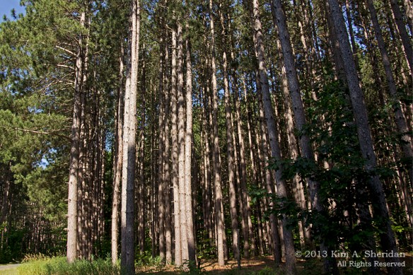 12 MI Sleeping Bear Dunes_6488a