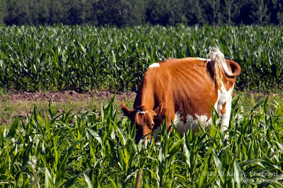 MI Farm Country_7623a