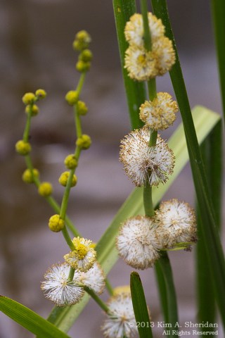 MI LSP Lost Lake-Island Trail Flower Tree_6196 a