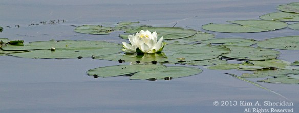 MI LSP Lost Lake-Island Trail Flower Tree_6467 a
