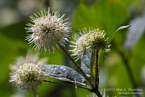 MI Mitchell SP Flower_7242 a