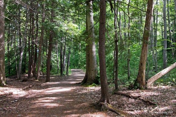 MI Mitchell SP_7198 a