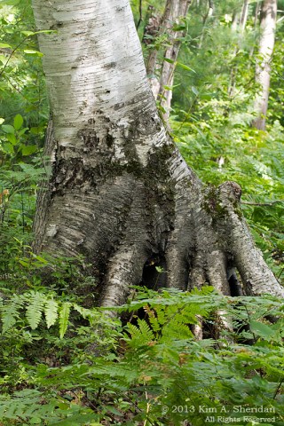 MI Mitchell SP_7230 a