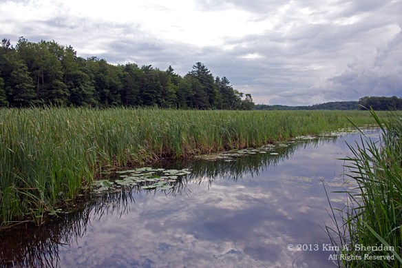 MI Nordhouse Dunes Marsh_5826 a