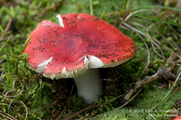 MI Nordhouse Dunes Mushroom_5869 a