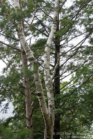 MI Nordhouse Dunes Tree & Trail_5883 a