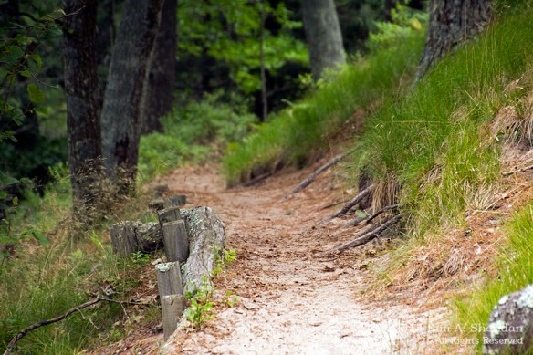 MI Nordhouse Dunes Tree & Trail_5926 a