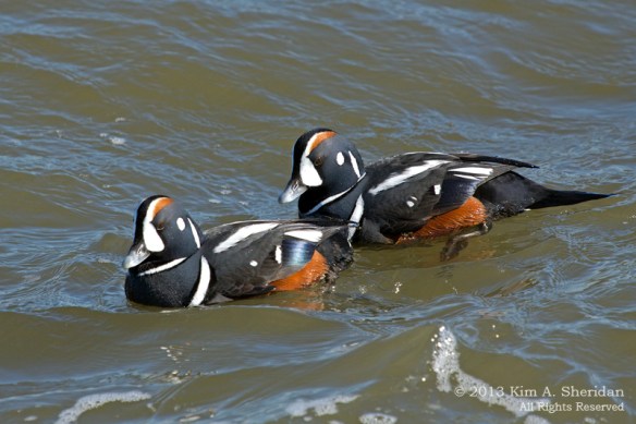 Barnegat Harlequin_0599 ACS