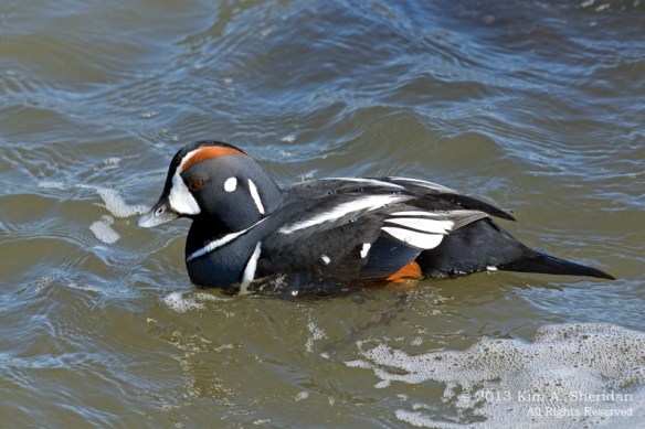 Barnegat Harlequin_0628 ACS