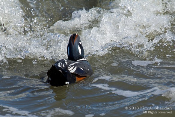 Barnegat Harlequin_0745 ACS