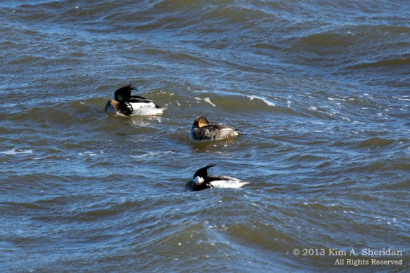 Barnegat Merganser_0158 ACS