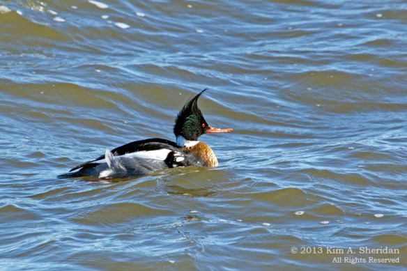 Barnegat Merganser_0499 ACS