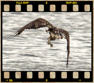 Eagle Filmstrip 2 No Text