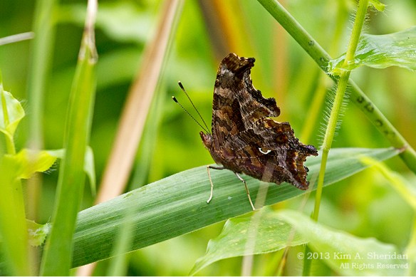 HNWR BF-Comma_1555a