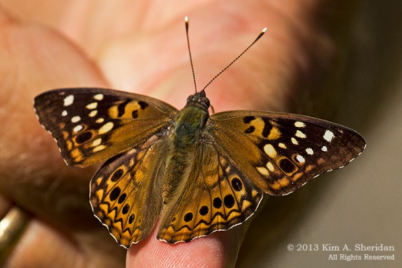 HNWR BF-Hackberry_0586a