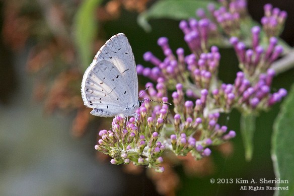 HNWR BF-Summer Azure_1798a