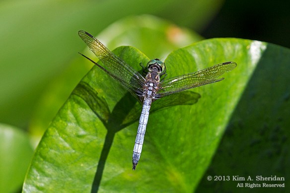 HNWR DF-Blue Dasher_0830a