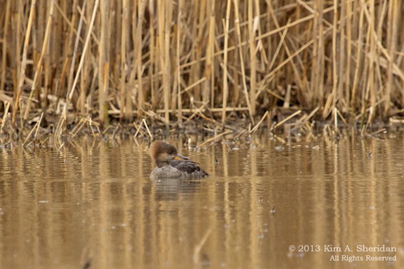 HNWR Merganser_2441 ACS