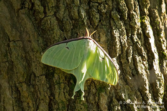 HNWR Moth Luna_8022a