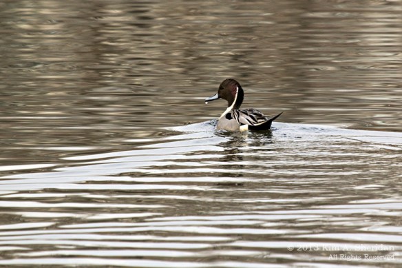 HNWR Pintail_9336 ACS