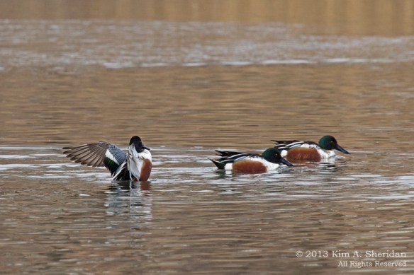 HNWR Shoveler_9383 ACS