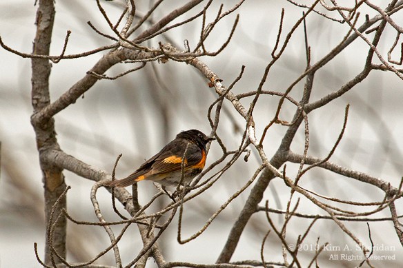 MI LSP Lost Lake-Island Trail Bird_6213a