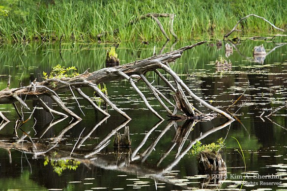 MI LSP Lost Lake-Island Trail Flower Tree_6031a