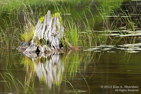 MI LSP Lost Lake-Island Trail Flower Tree_6183a