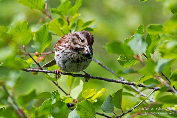 MI Mitchell SP Bird_7291a