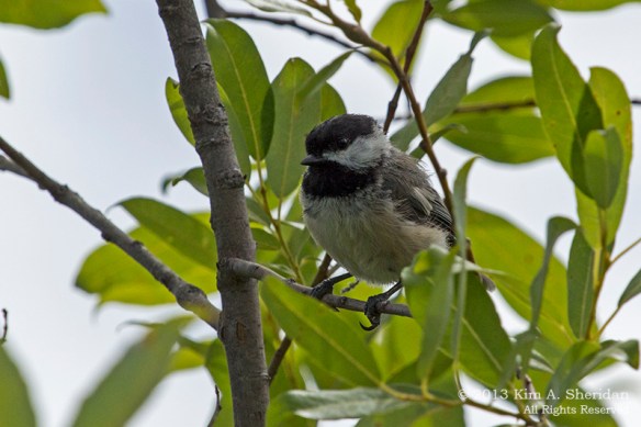 MI Mitchell SP Bird_7415a