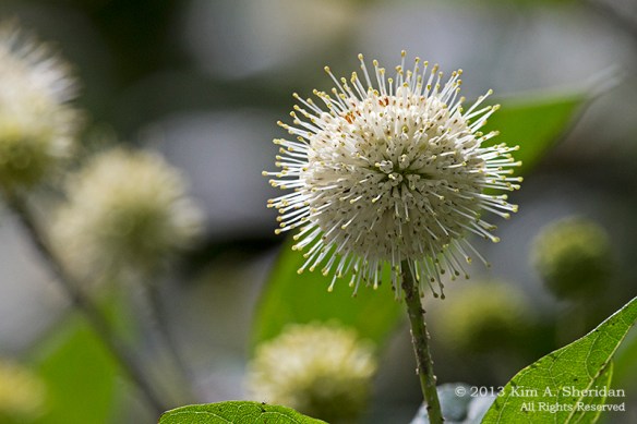 MI Mitchell SP Flower_7240a