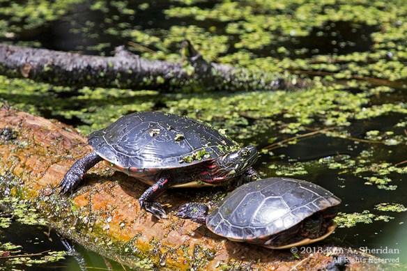 MI Mitchell SP Wildlife Midland Painted_7353a