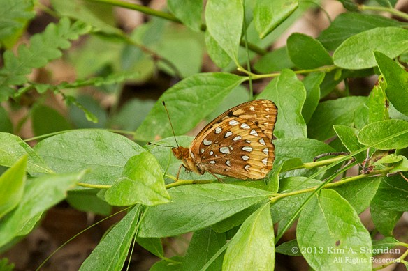 MI Nordhouse Dunes GSF Butterfly_5898a