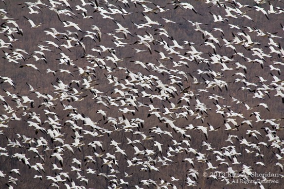 Middle Creek WMA_3463 ACS