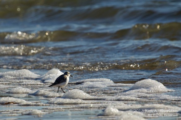 Ocean City Sanderling_1191 ACS