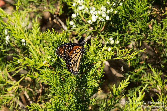 Cape May Lily Lake_4811 a