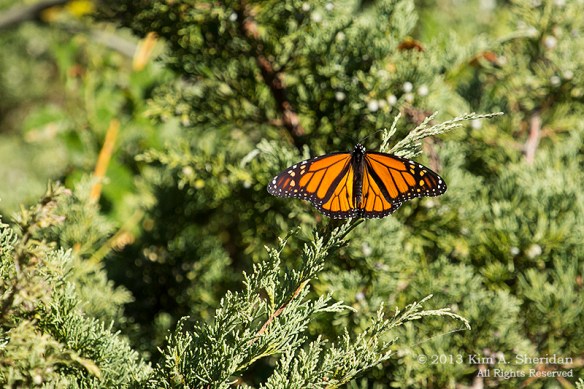 Cape May Lily Lake_4840 a