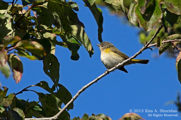 Cape May Lily Lake_4850 a