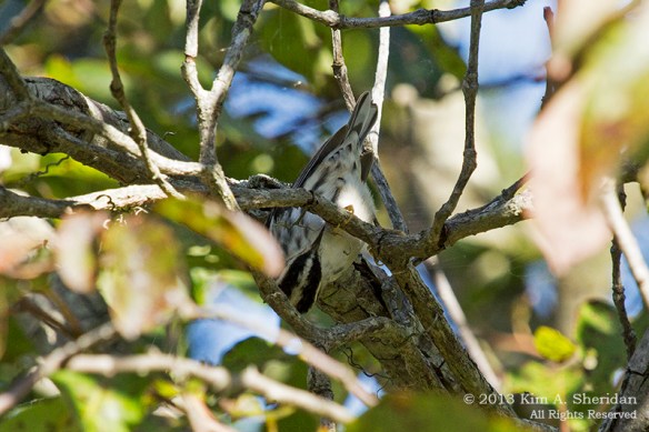 Cape May Lily Lake_4862 a