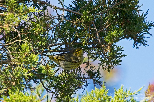 Cape May Lily Lake_5158 a