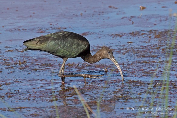 Cape May Meadows_3974 a