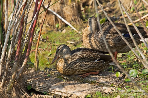 Cape May Point SP Duck_7099 a