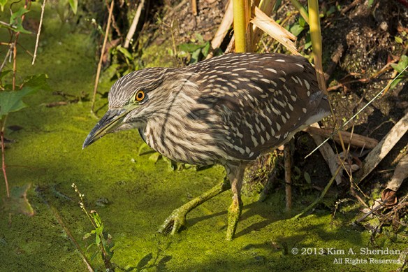 Cape May Point SP Night-heron_7207 a