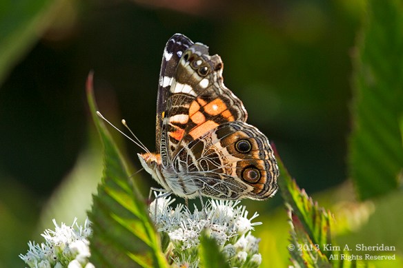 Cape May Point State Park_4090 a