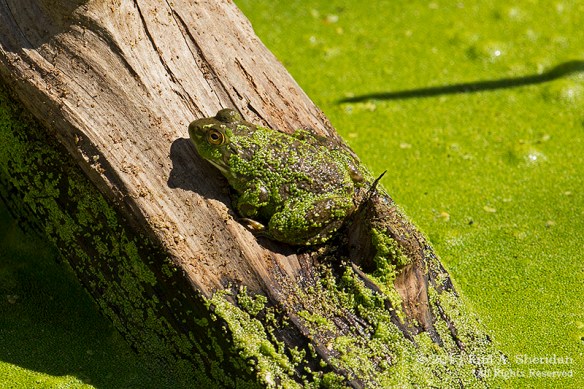 Cape May Point State Park_4115 a