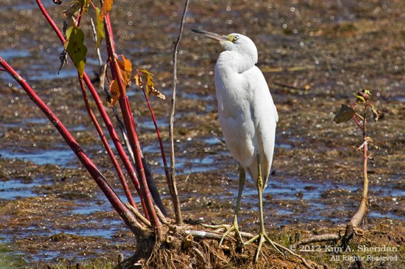 Cape May Point State Park_4209 a