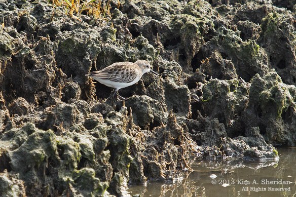 Cape May Skimmer Peep_6823 a
