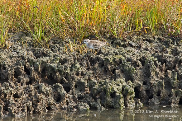 Cape May Skimmer Peep_6854a