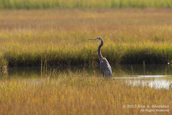 Cape May Skimmer Tri Color_6638 a