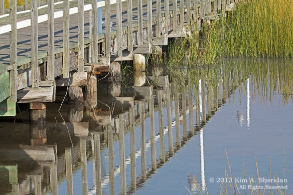 Cape May Skimmer_6484 a